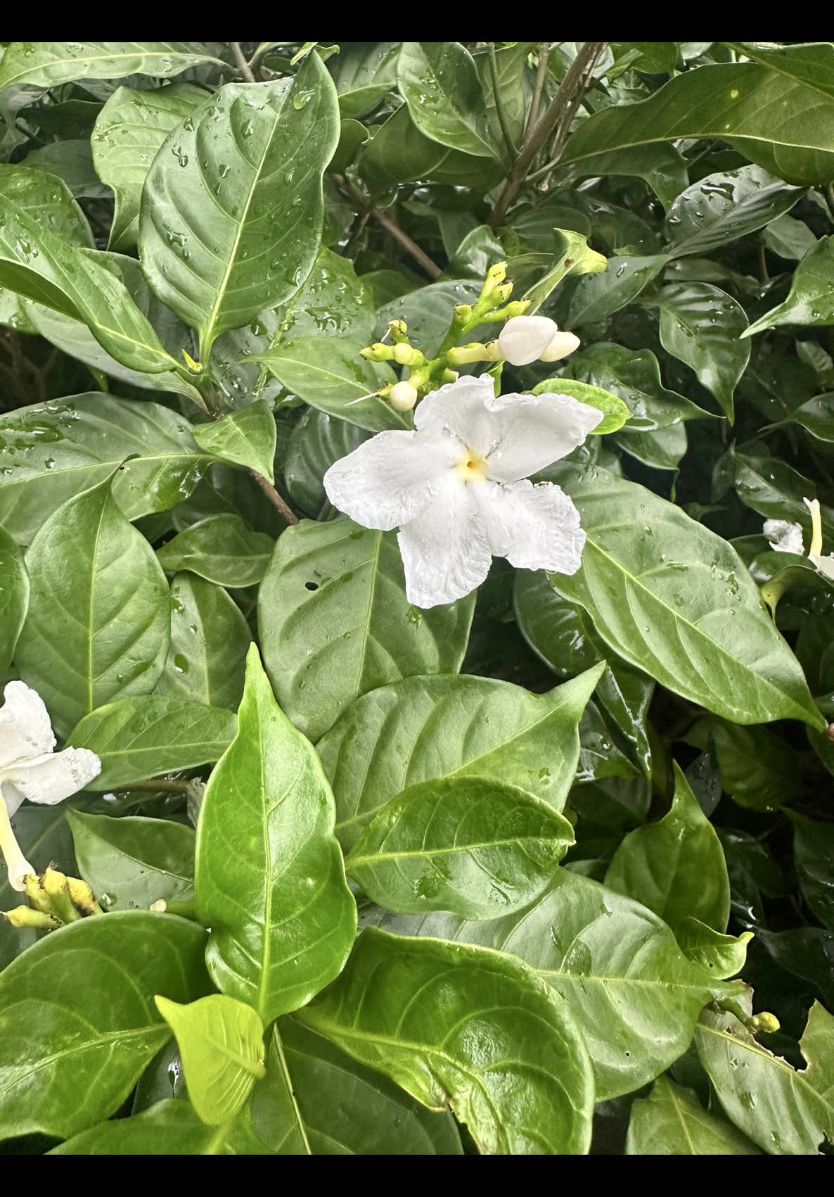 @𝑻𝒂̂𝒏 𝑻𝒉𝒊
