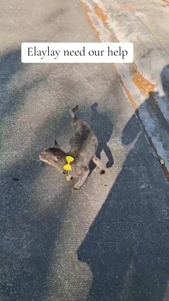 @mylharescues