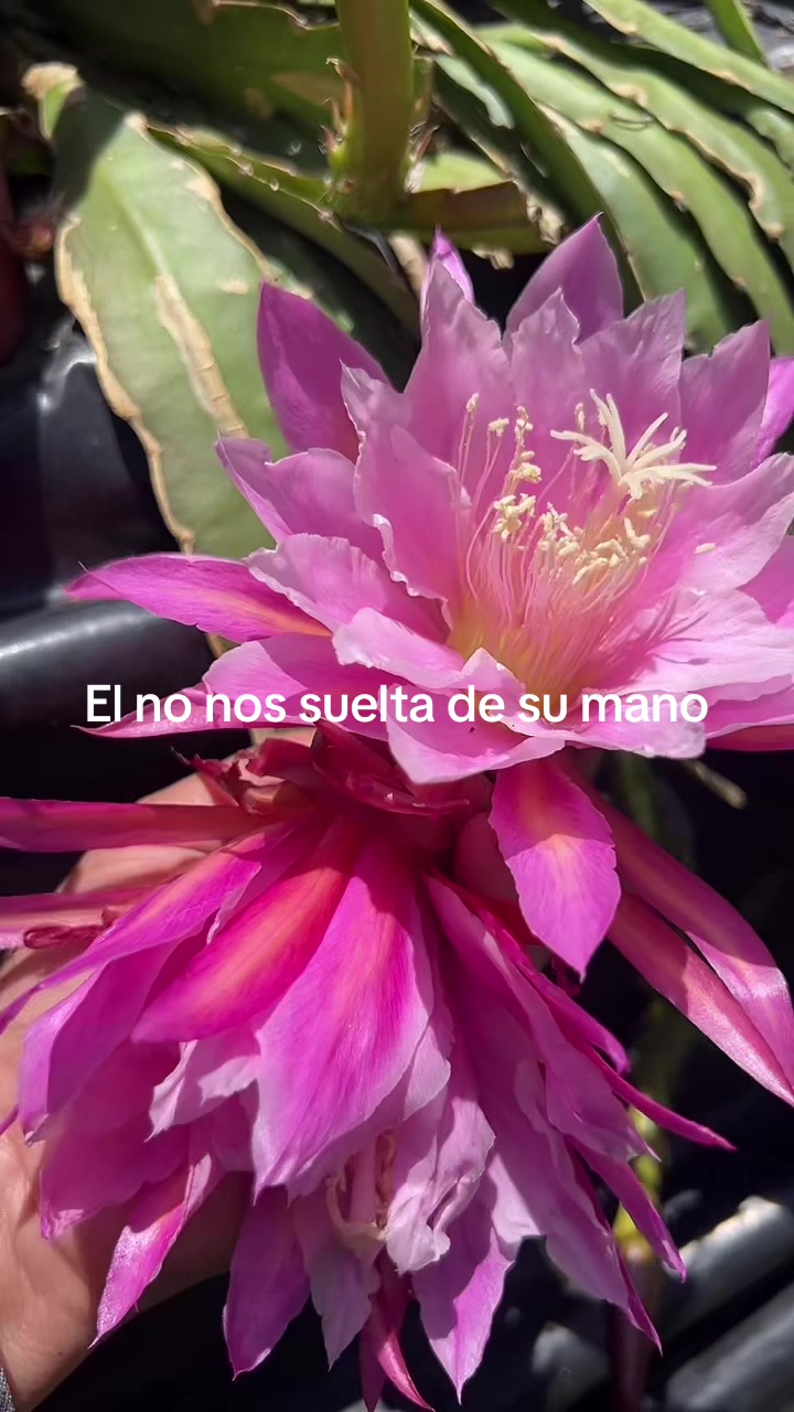 @Maria succulents 🕊️🐚