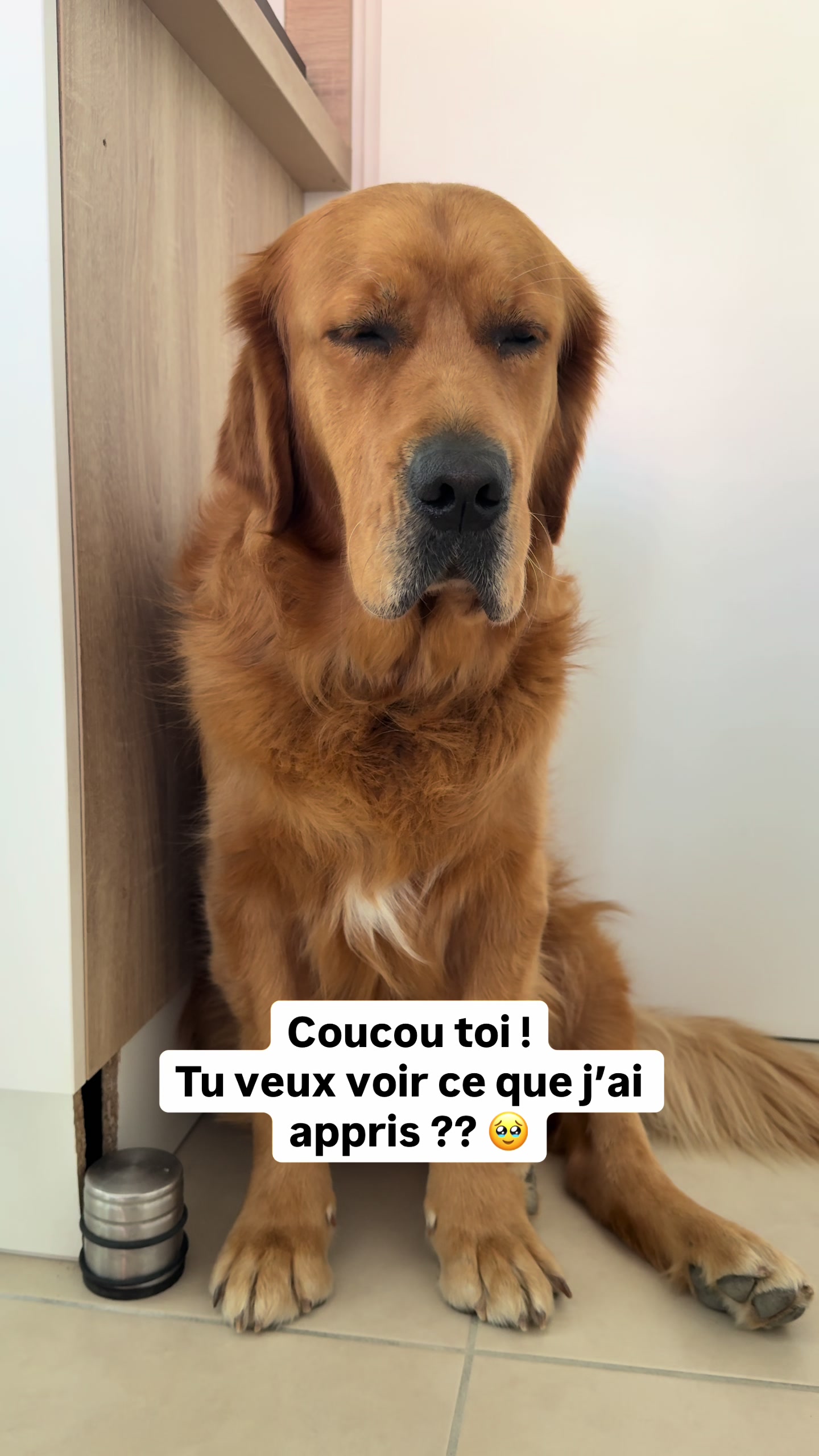 @Uggy Le Golden 🐶