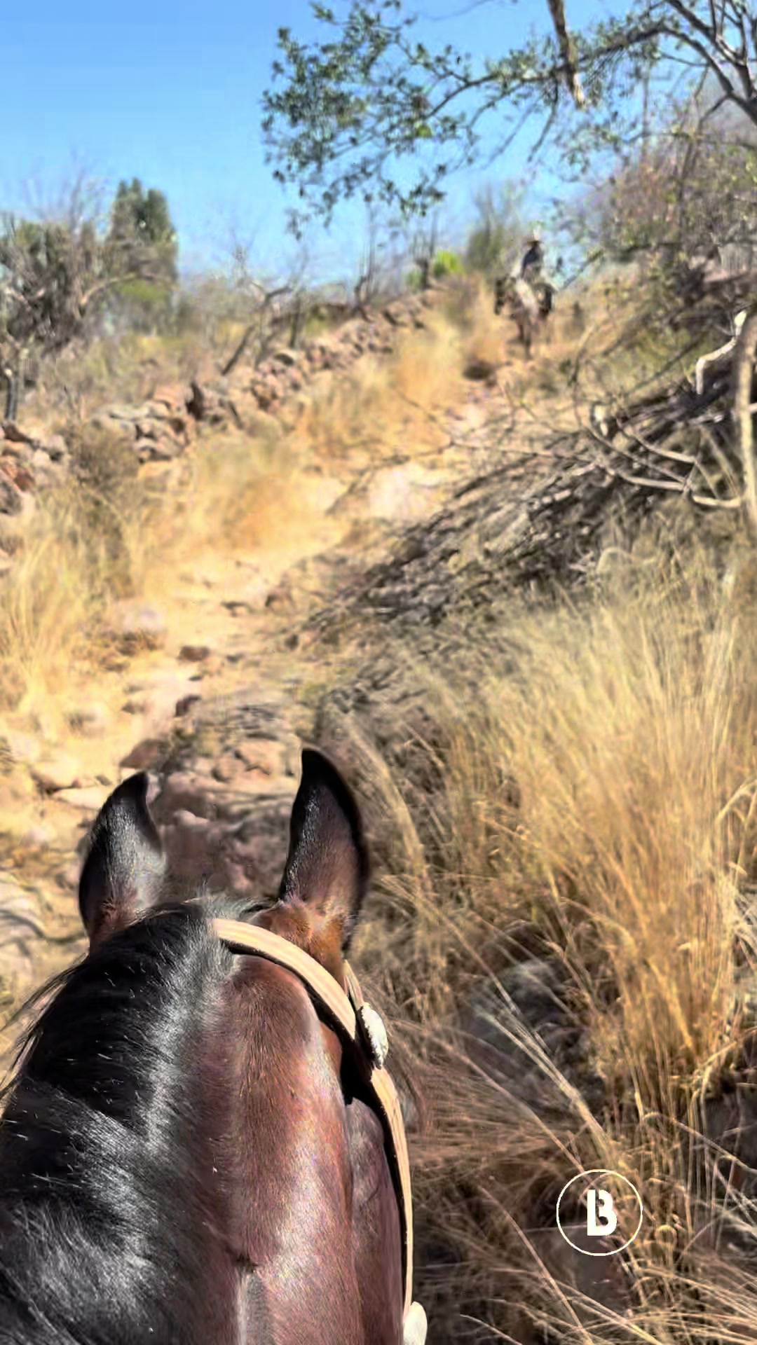 @El zurdo🌵🐴