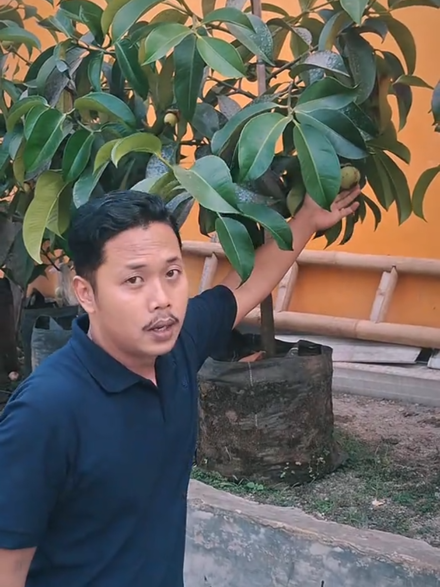 @PUCUK HIJAU🌿