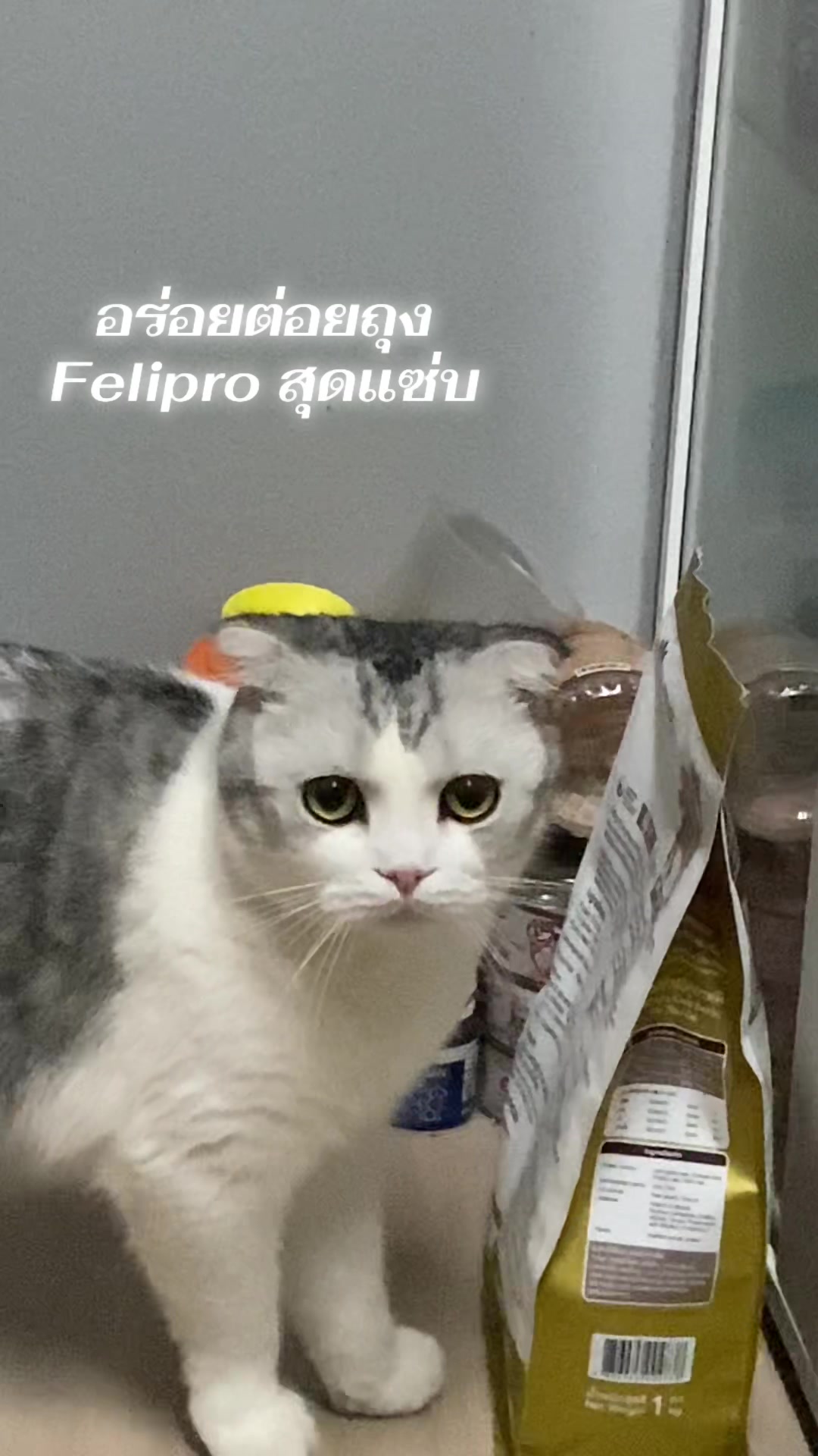 @εїз dokmai ✿ ꫂ ၴႅၴ