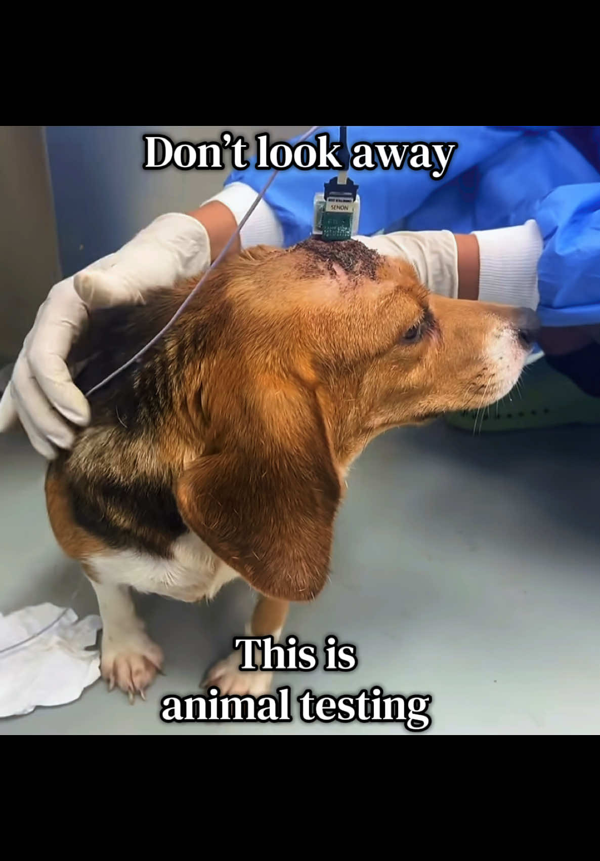 @animalrightsdaily