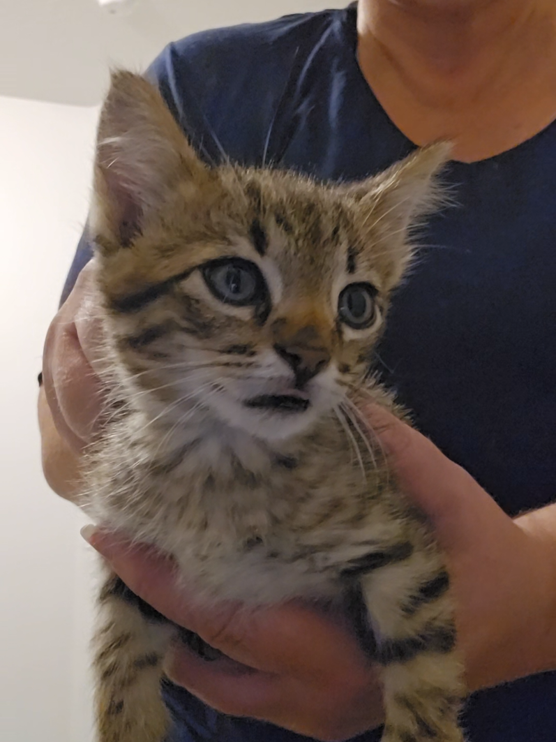 @UtahCatTrapper