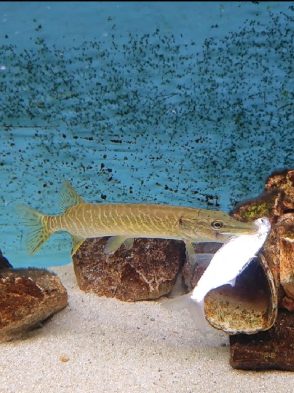 @predatoryfishtank