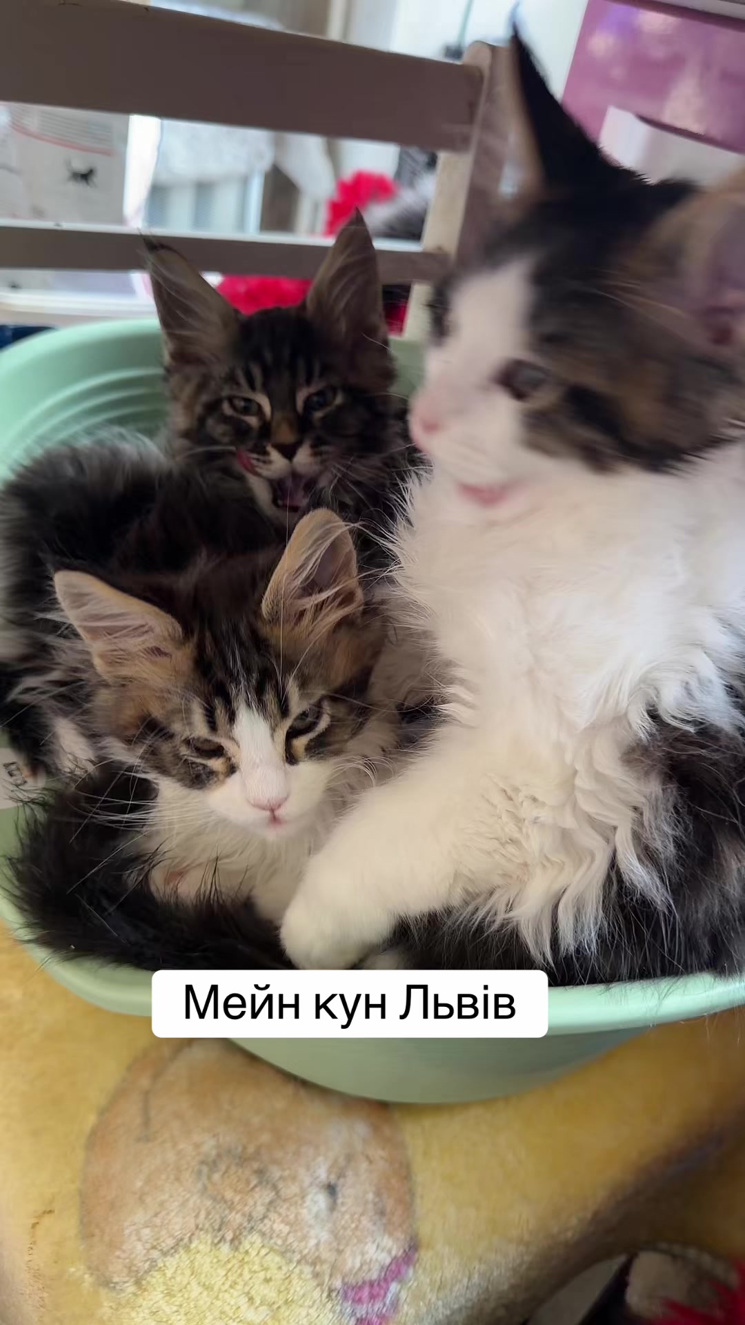 @PARAKENTOS*UA Maine coon