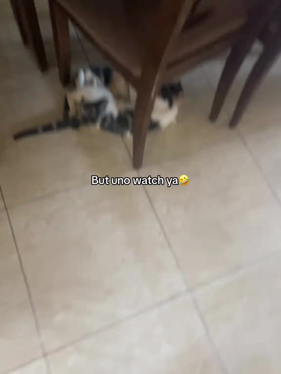 @Itsme._.shade