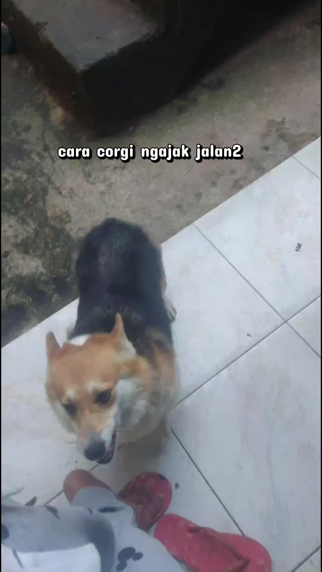 @Cileunyi Rabbit