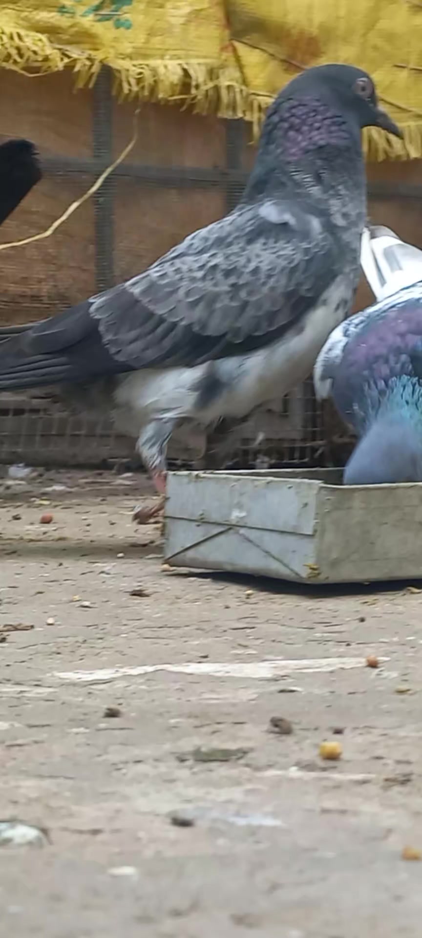 @Ranakasuripigeon