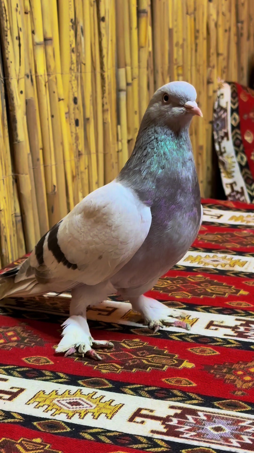 @Ali Yavuzdemir