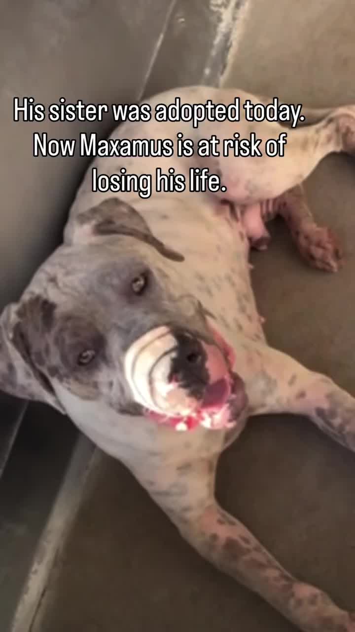 @Cane Corsos