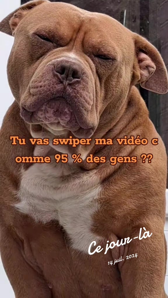 @🧩team bully🐶🧸