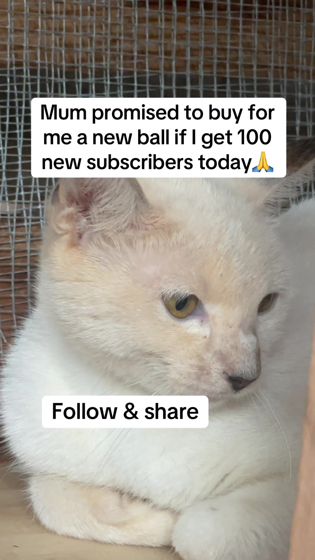 @tailspinrescue