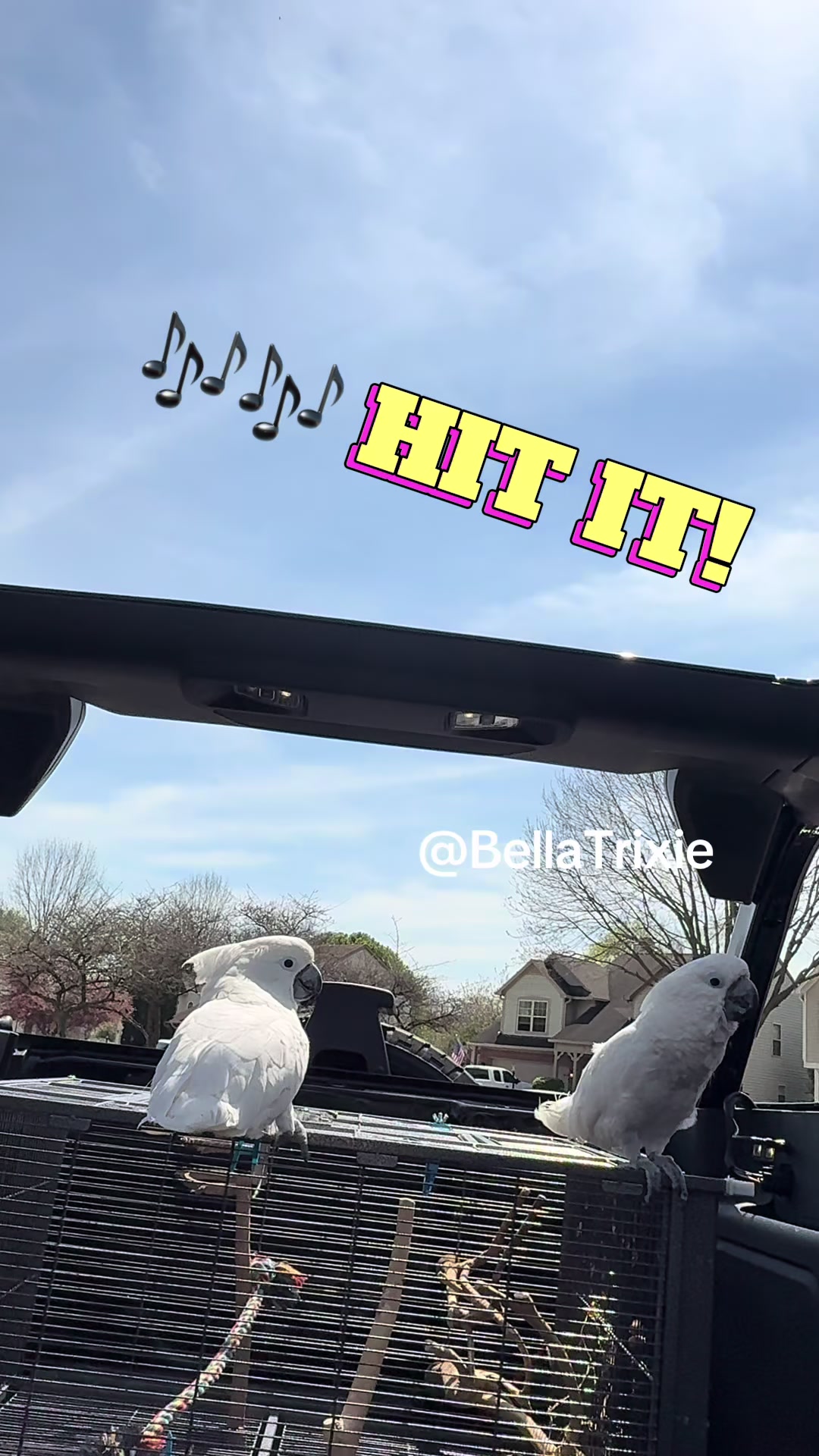 @bella_trixie_official