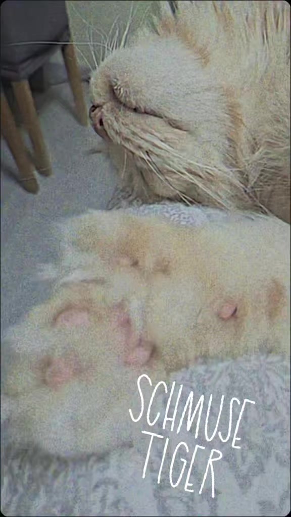 @❤️Janet,Teddy und Blümchen❤️