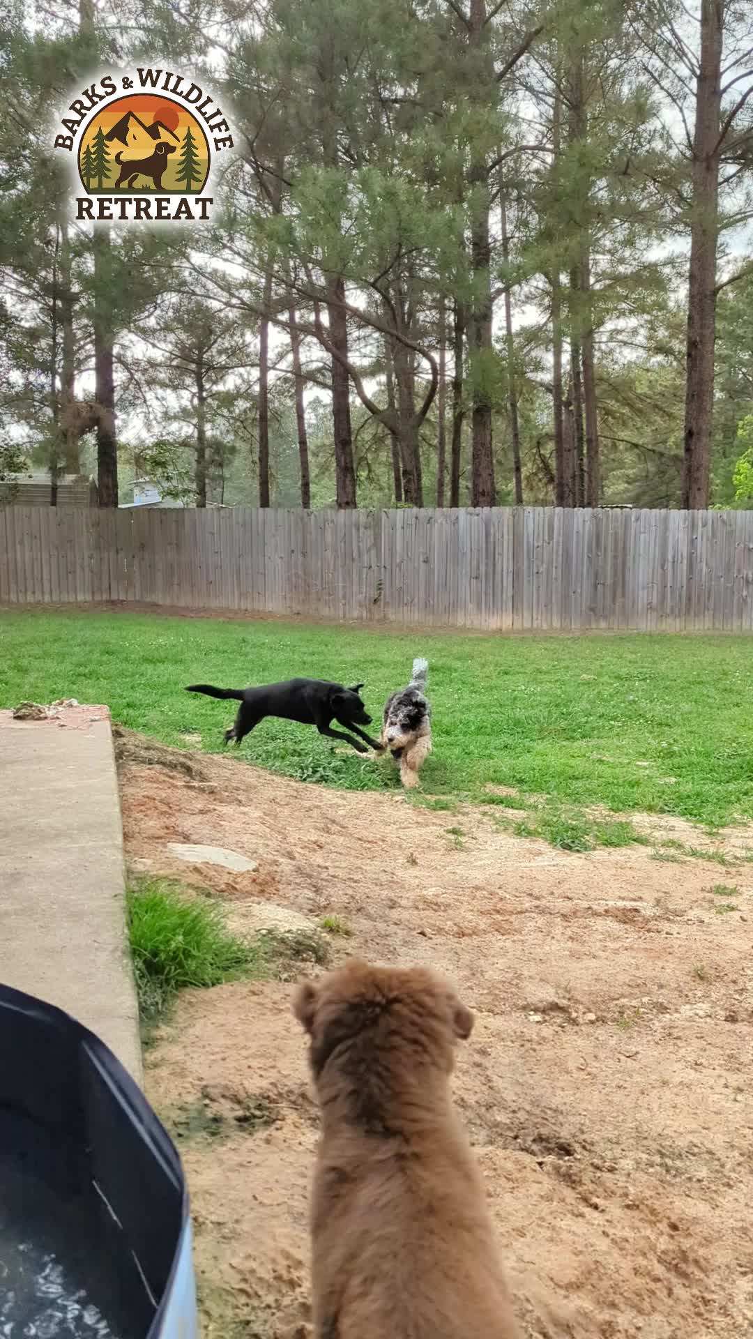 @Barks & Wildlife Longville LA
