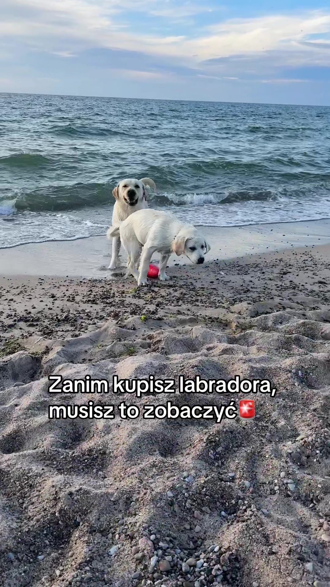 @Moonlife -Labrador Retriever