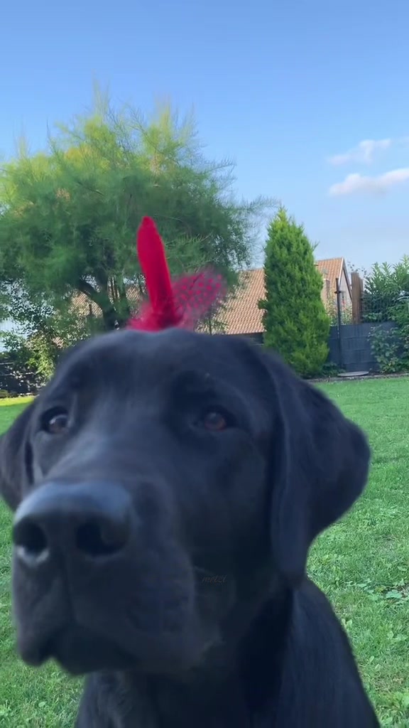 @Metzi 🇩🇪