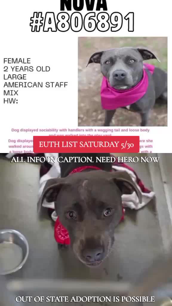 @@rescuedogs911