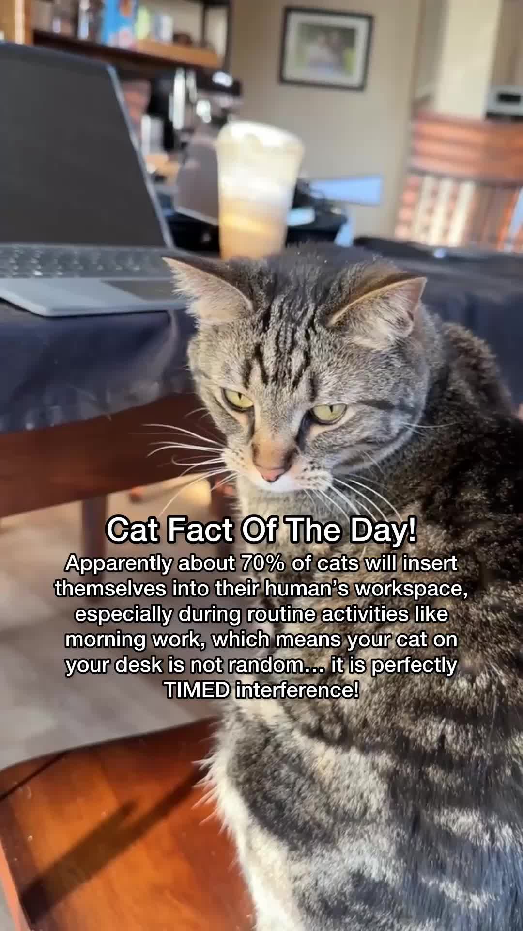 @Chip The Manx