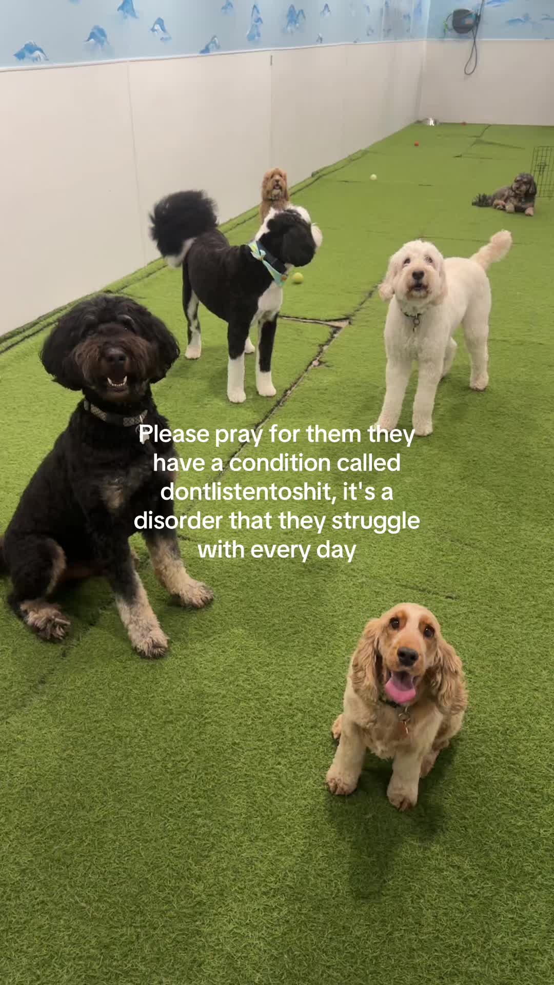 @Camp Canine Toronto