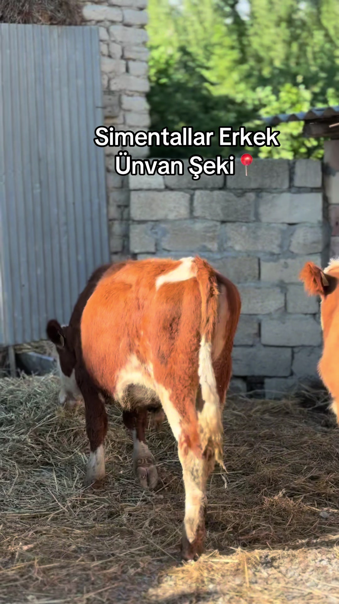 @051.663.50-81