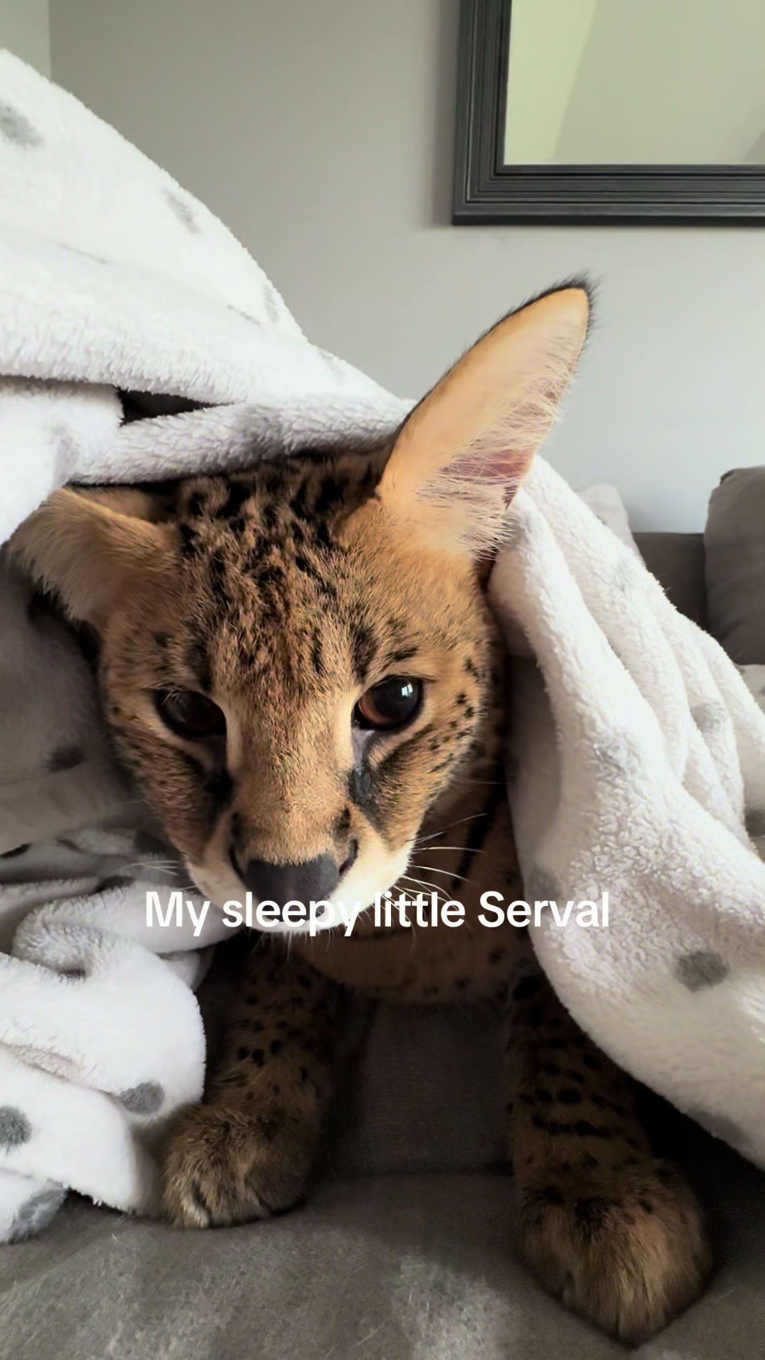 @milo the serval