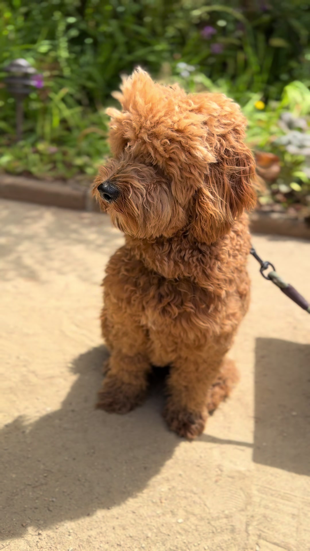 @TuckerTheTurlockDoodle