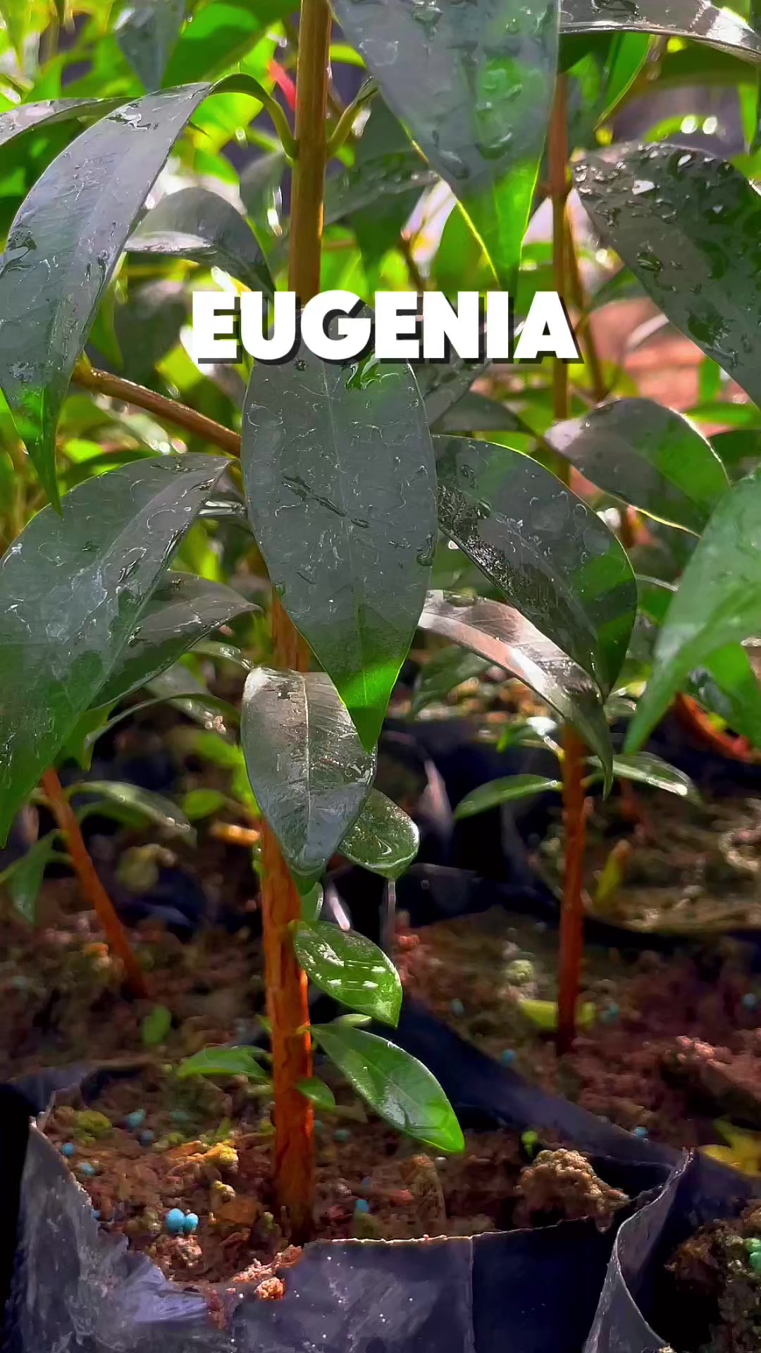 @Germi Plantas 🌱