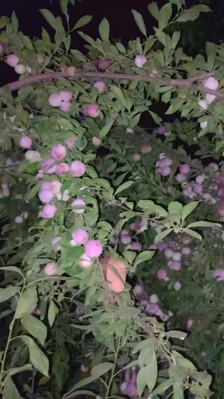 @꧁༒☬【🅢🅤🅓🅐🅘🅢】☬༒꧂