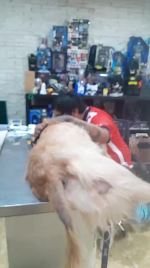 @pollo 46