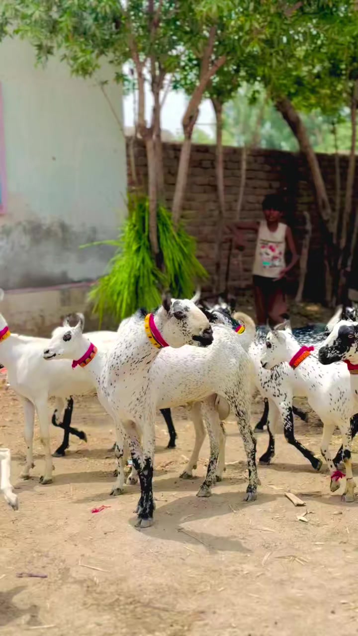 @✨.زاهد سولنگي واپاري. 🐐