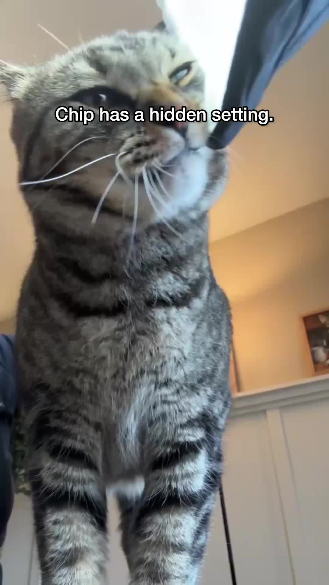 @Chip The Manx