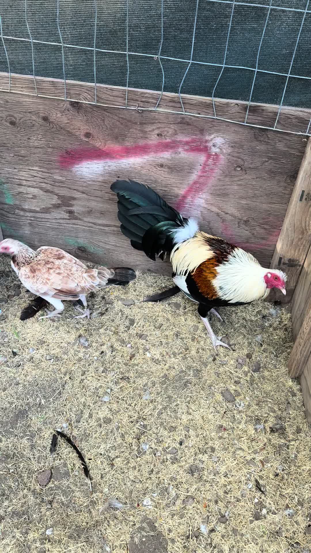 @los cal&eacute;ntanos game farm