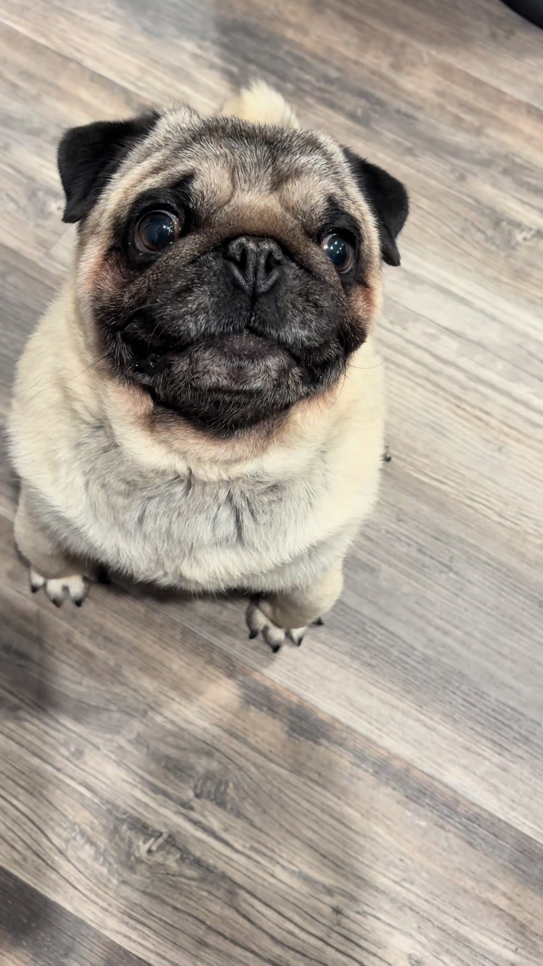 @Rocki the Pug ๐ถ