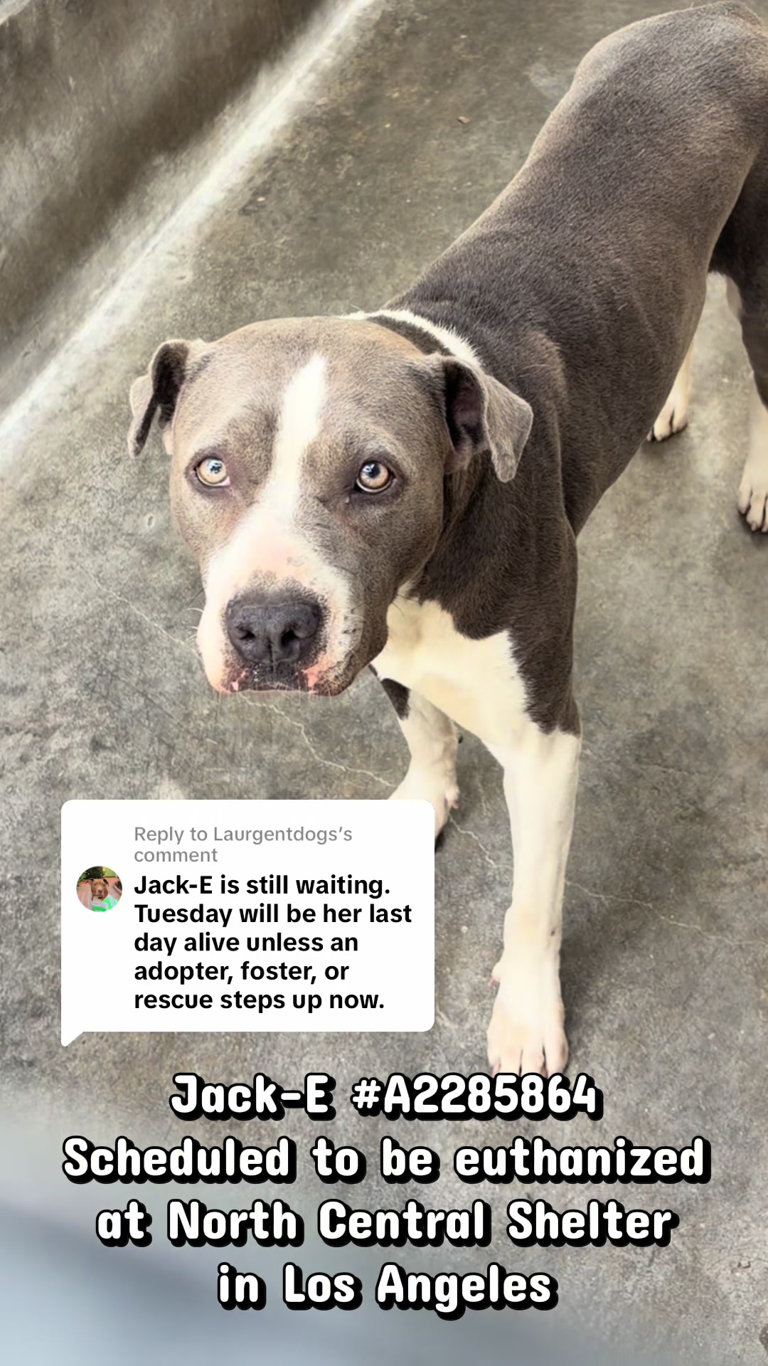 @Laurgentdogs
