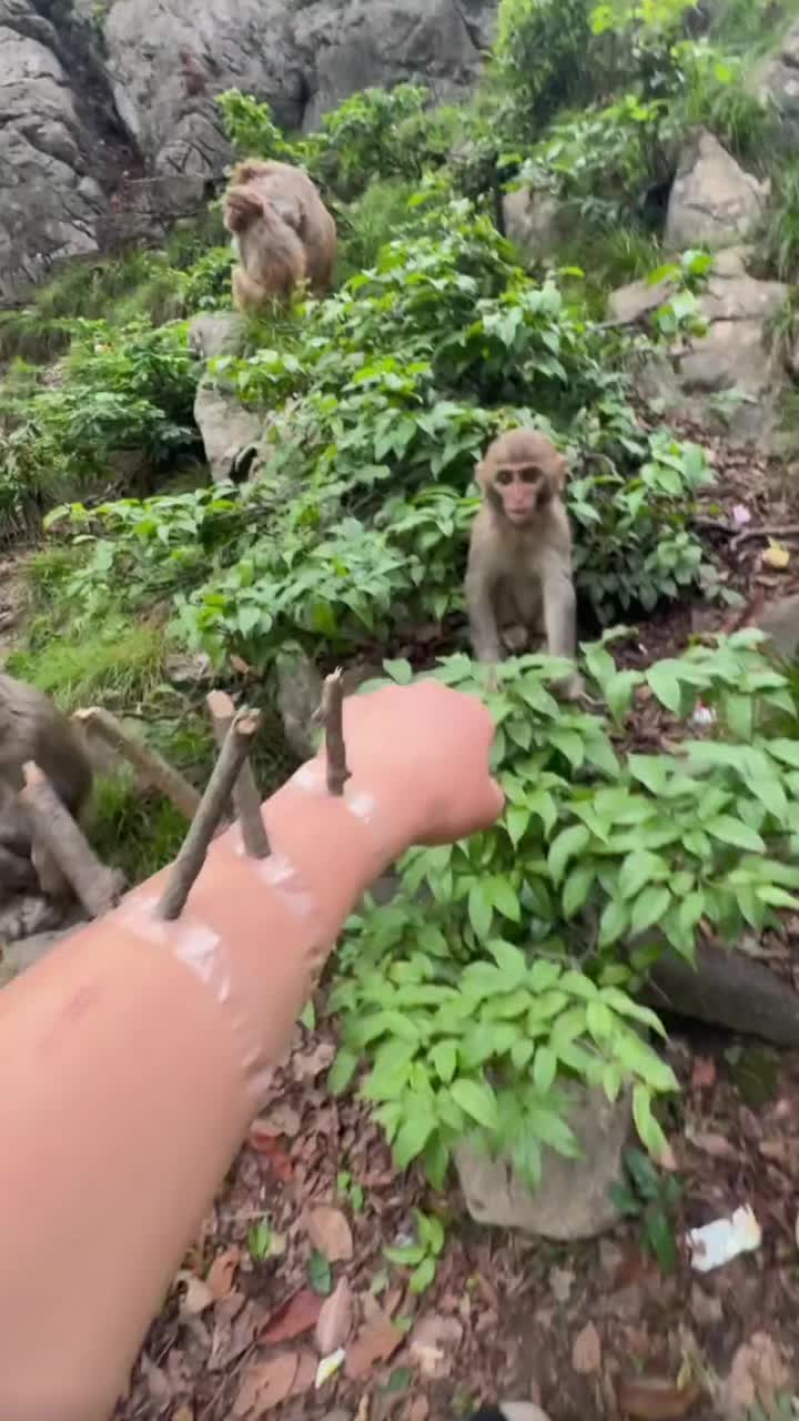 @monkeycaco77
