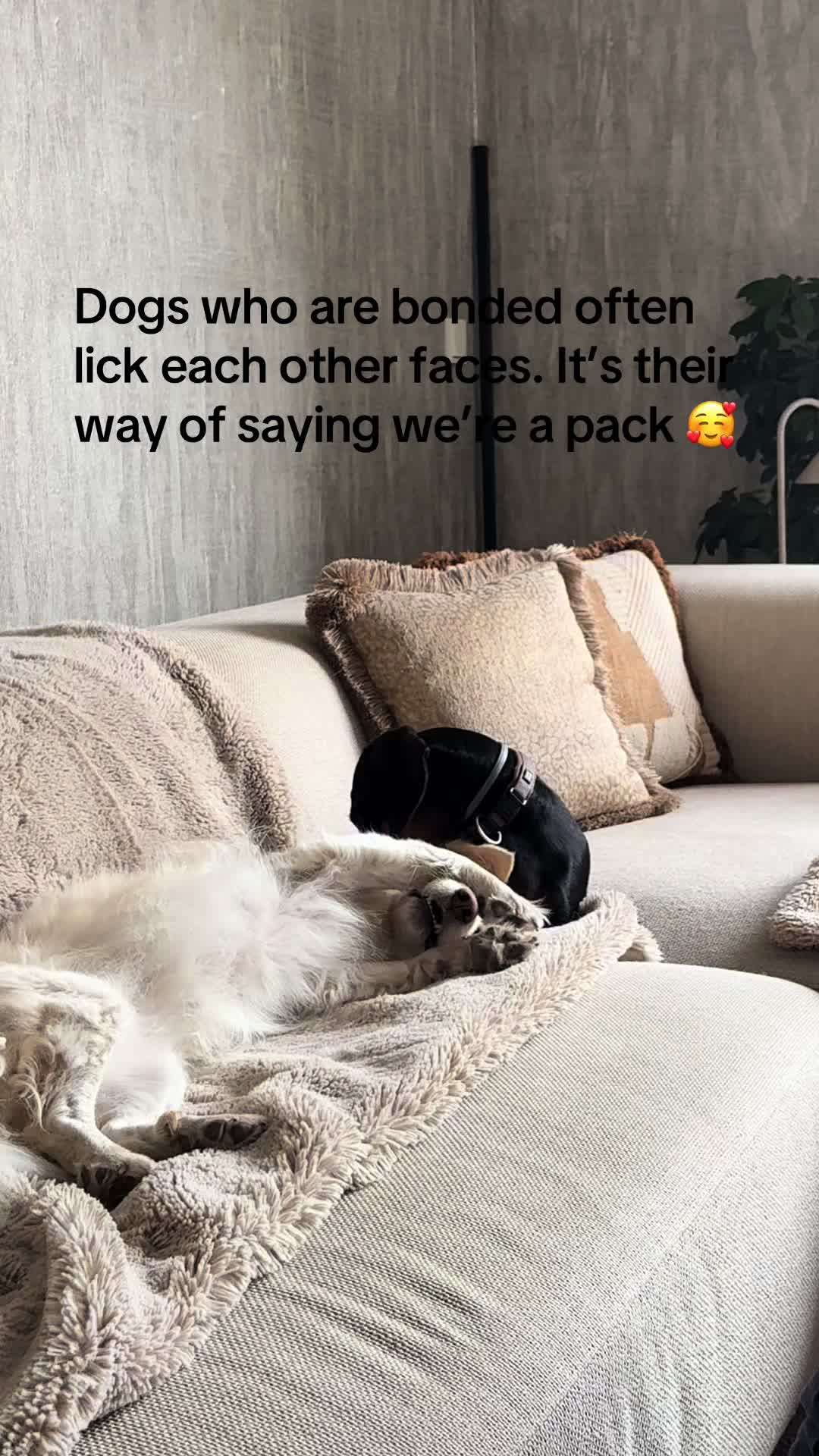 @Pure Paws