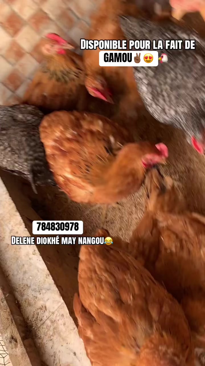 @🛵LDP🛍️🫀TAAWOU🧠AÏDA🪖
