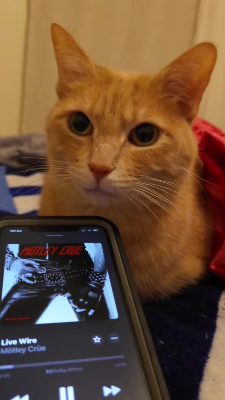 @Theorangecat🐈