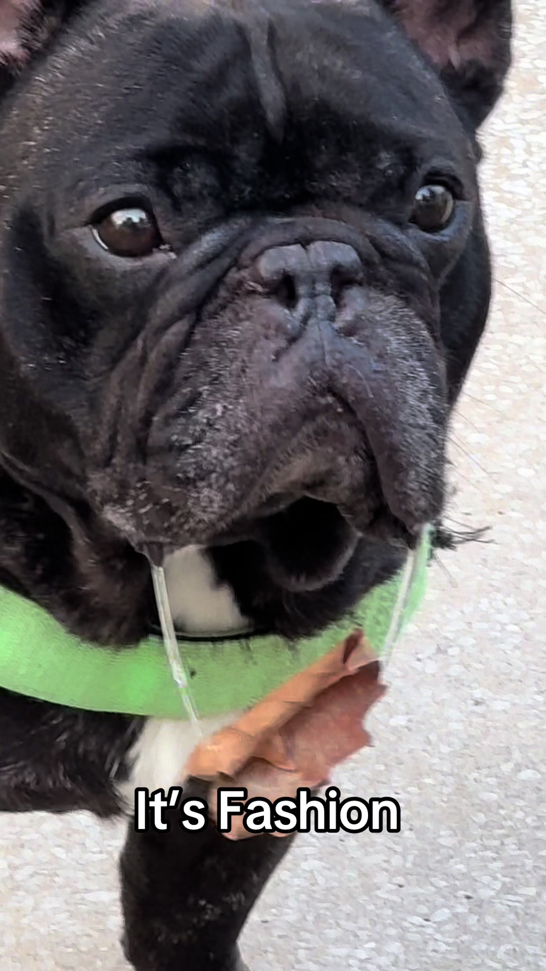 @Levi Needypants Frenchie