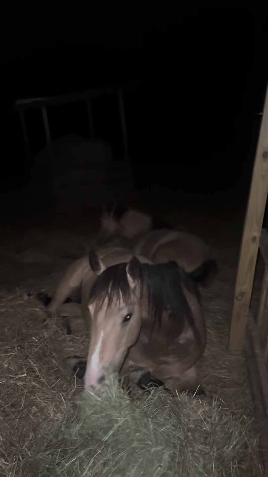 @NWPA Equine Sanctuary