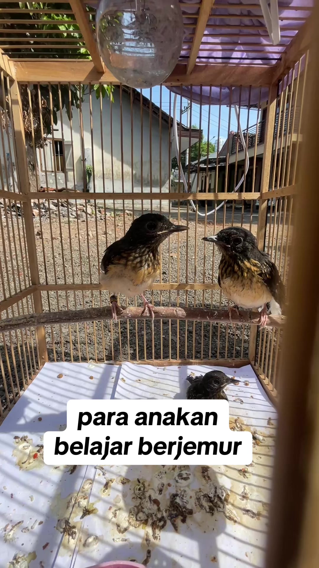 @MURAI BATU BONDOWOSO
