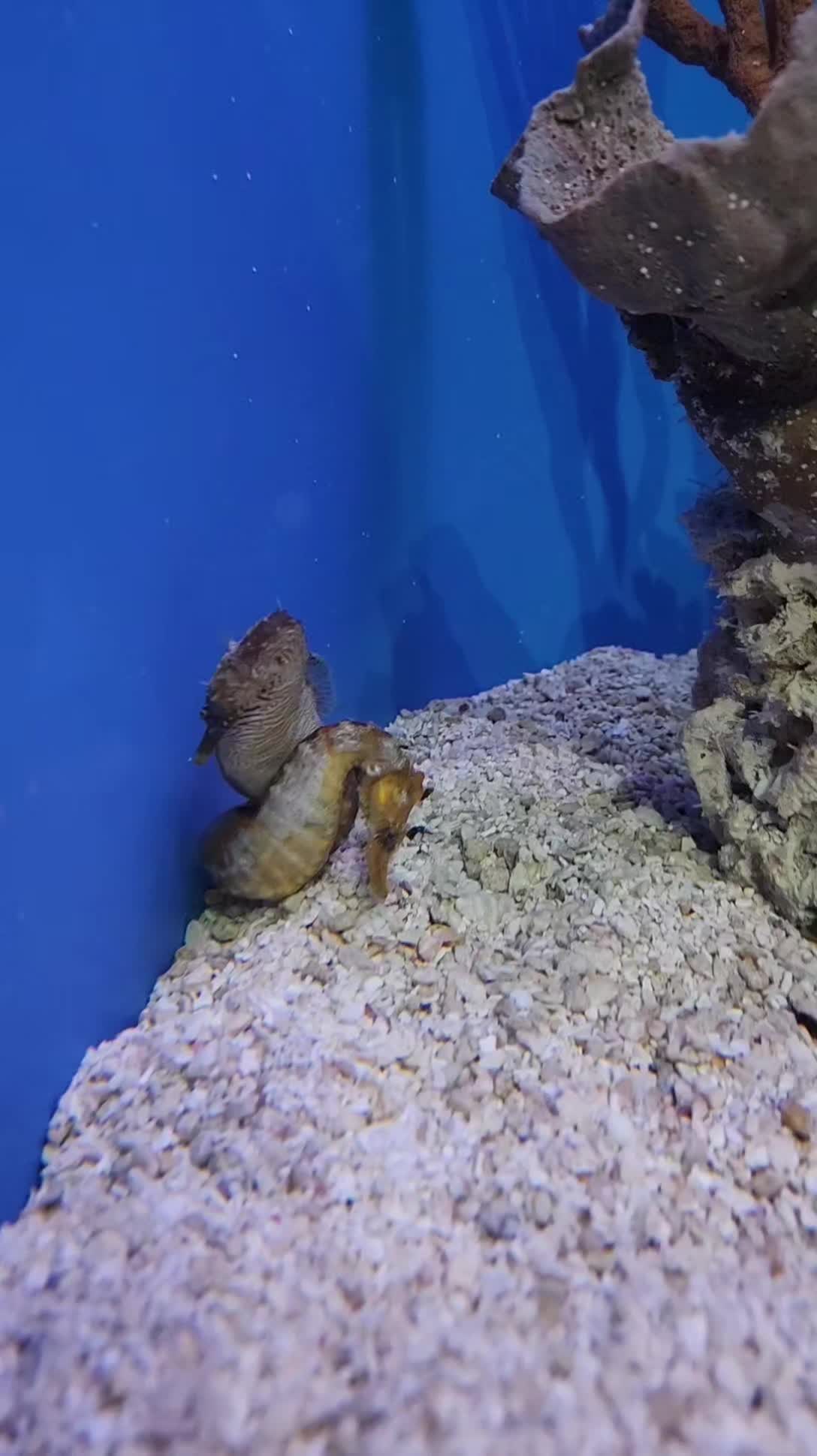 @Cuttle Aquarist