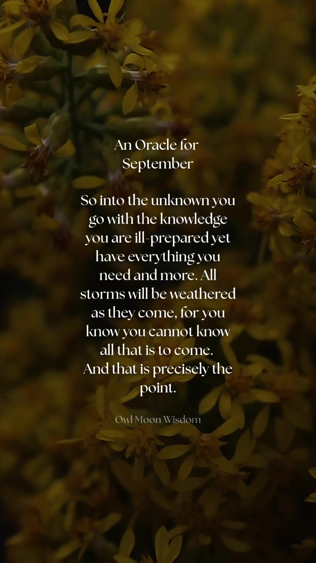 @owlmoonwisdom