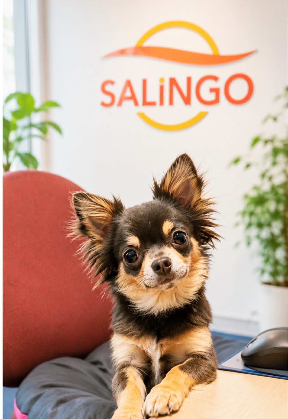 @SALiNGO