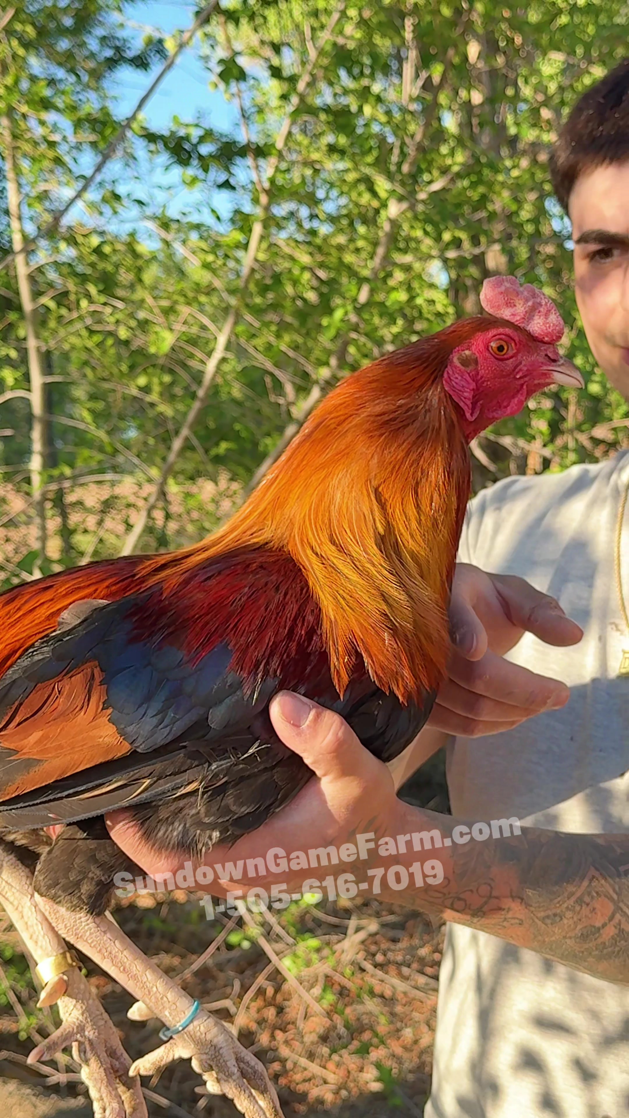 @Sundown Game Farm