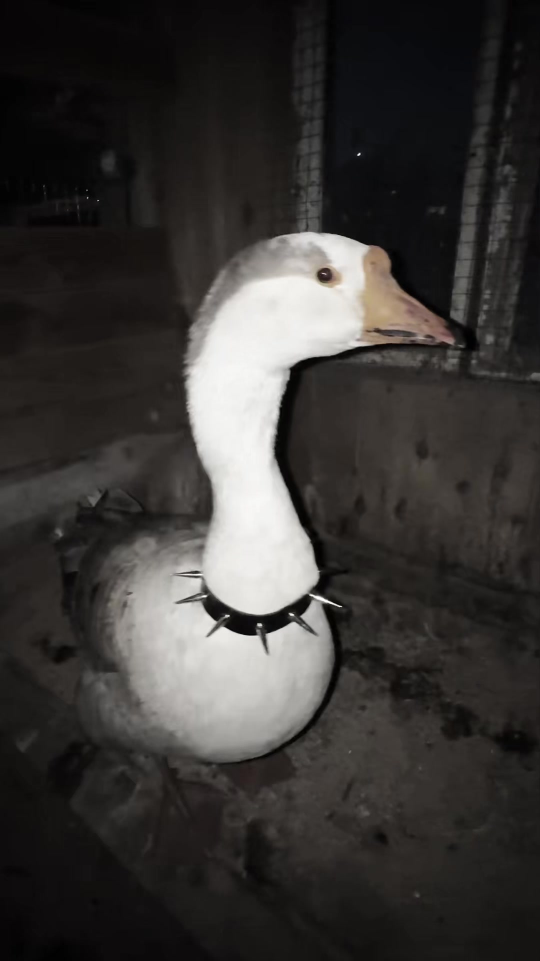 @goose_semyon