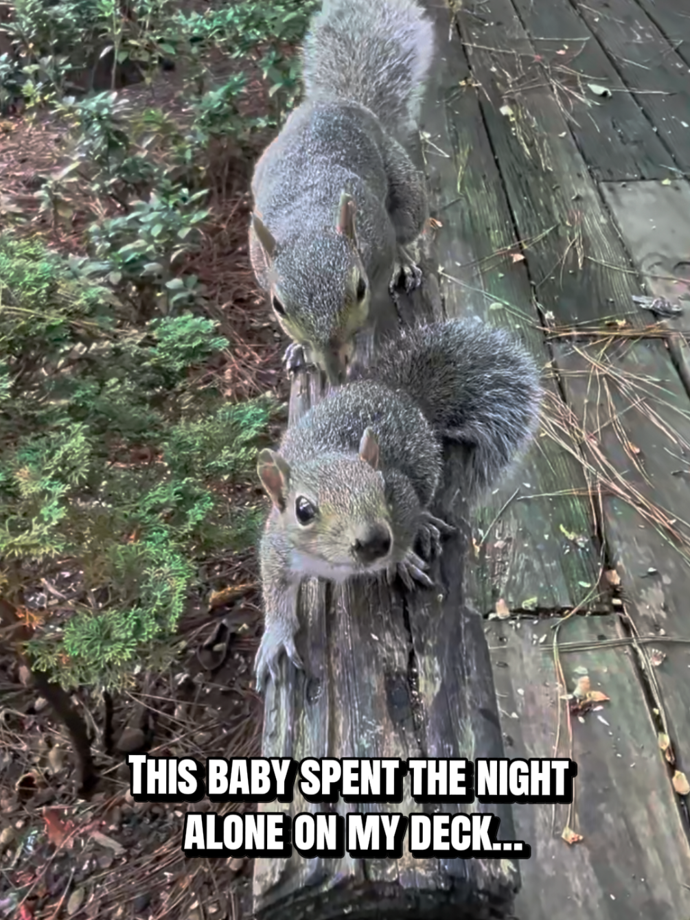 @Miss Bonnie McSquirrely